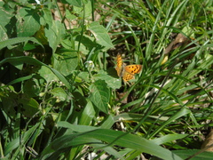 Lycaena ottomanus