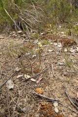 Diuris setacea