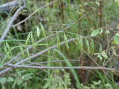 Melica porteri