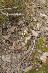 Diuris setacea