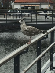 Larus argentatus
