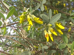 Anagyris foetida