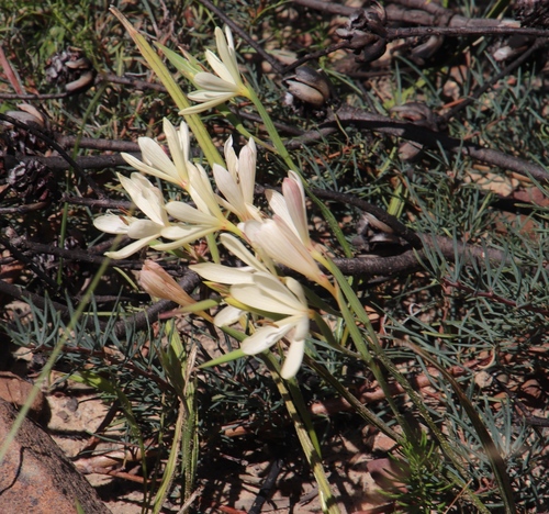 Geissorhiza confusa