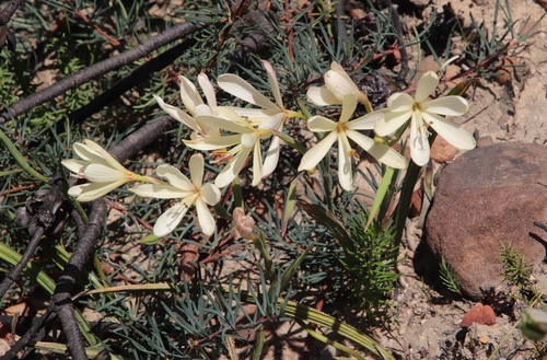 Geissorhiza confusa