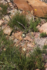 Moraea viscaria