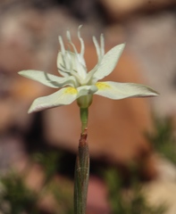 Moraea viscaria