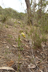 Diuris setacea