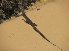 Varanus panoptes