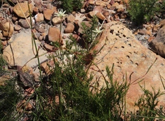 Moraea viscaria