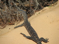 Varanus panoptes