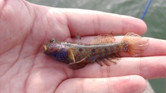 Cryptocentrus caeruleomaculatus