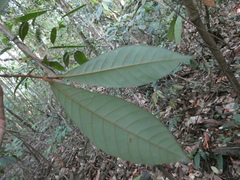 Knema laurina
