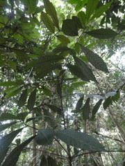 Knema laurina