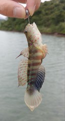 Cryptocentrus melanopus