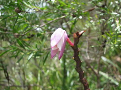 Bromheadia finlaysoniana