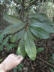 Litsea erectinervia