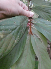 Litsea erectinervia