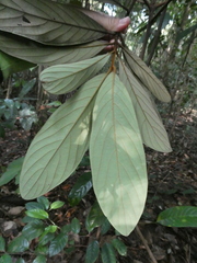 Litsea erectinervia