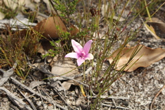 Elythranthera emarginata