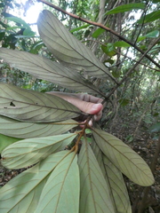 Litsea erectinervia