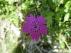 Dianthus balbisii