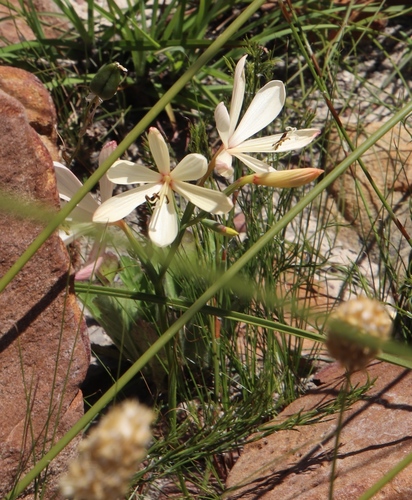 Image of Geissorhiza confusa by (c) Tony Rebelo, some rights reserved (CC BY-SA)