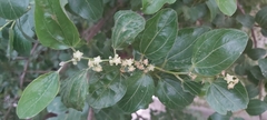 Ziziphus jujuba