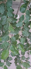 Ziziphus jujuba