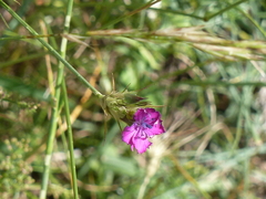 Dianthus balbisii