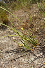 Diuris setacea