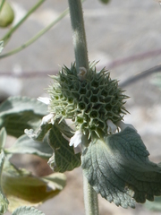 Marrubium incanum