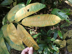 Xylopia ferruginea
