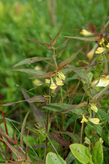 Melampyrum pratense