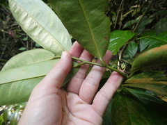Xylopia ferruginea