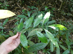 Dysoxylum cauliflorum