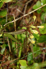 Melampyrum pratense