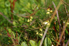 Melampyrum pratense