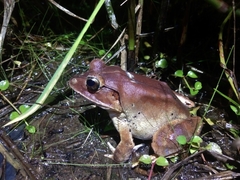 Limnonectes malesianus