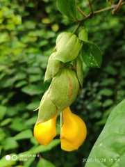 Gmelina philippensis