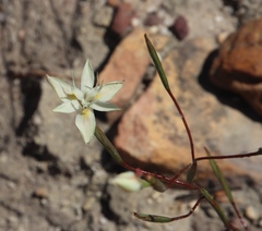 Moraea viscaria