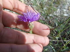 Centaurea deustiformis