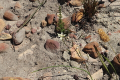 Moraea viscaria
