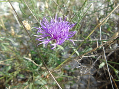 Centaurea deustiformis