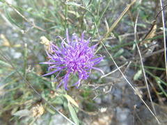 Centaurea deustiformis