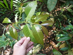 Garcinia forbesii