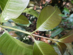 Garcinia forbesii