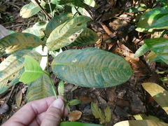 Garcinia forbesii