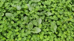 Arisarum simorrhinum