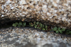 Asplenium aethiopicum
