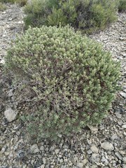 Thymelaea tinctoria
